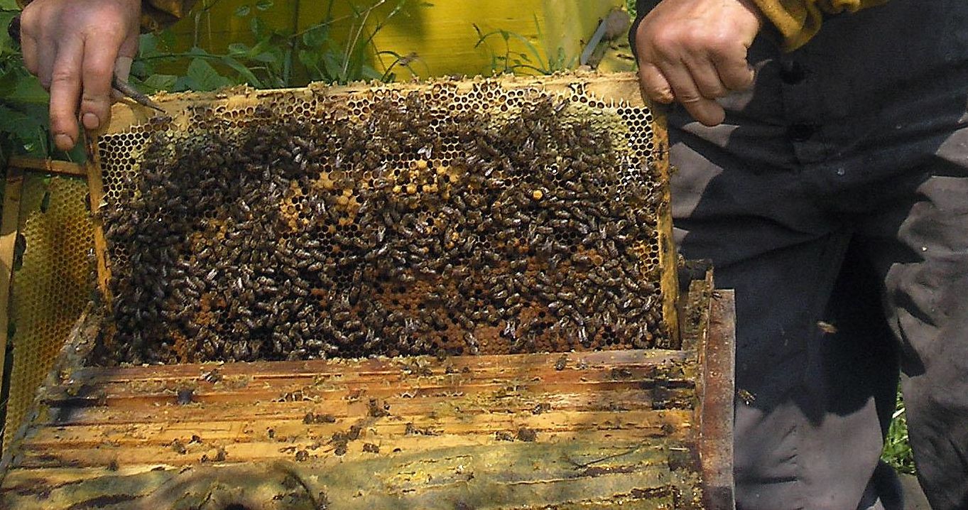 Спасиха нажилените от пчели в Сандански