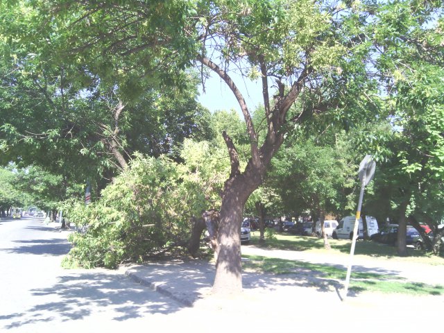 Огромно дърво падна върху тротоар в Пловдив (СНИМКИ)