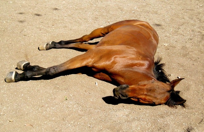 Два коня са намерени убити край Перущица
