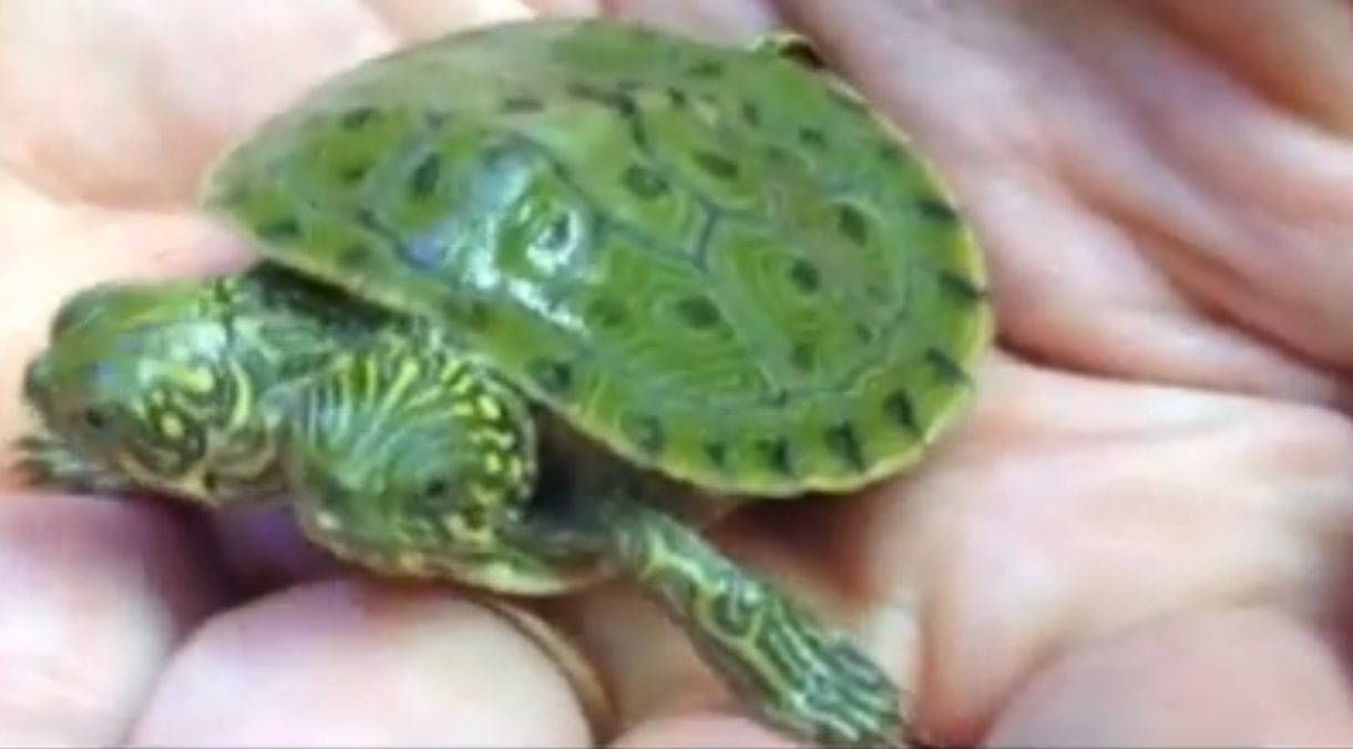 Двуглава костенурка се пръкна в Тексас (ВИДЕО)