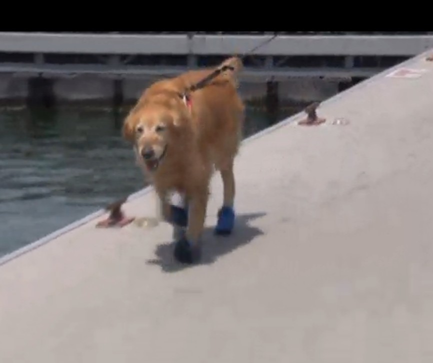 Спасяват с чорапи кучетата от жегата в САЩ
