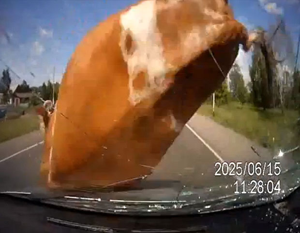 Шофьор блъсна с колата си крави, занимаващи се със секс (ВИДЕО)