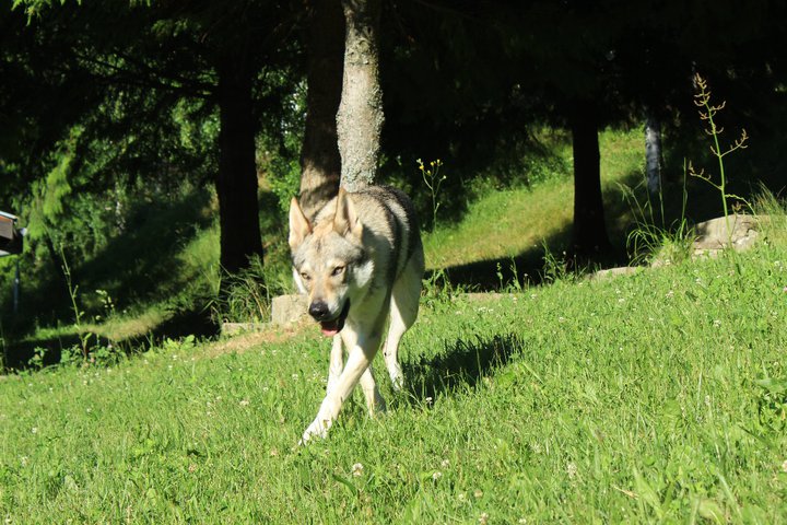 Собственикът на изчезналия вълк: Терес няма да нападне никого!