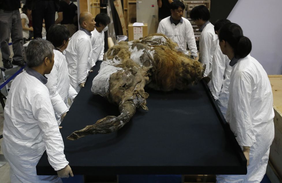 Невероятно запазен мамут показаха в Япония (СНИМКИ/ВИДЕО)