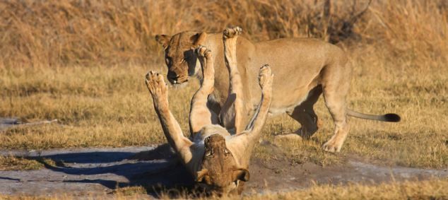 Котките-нинджи: Лъвове използват Кунг Фу хватки, за да демонстрират сила (СНИМКИ)
