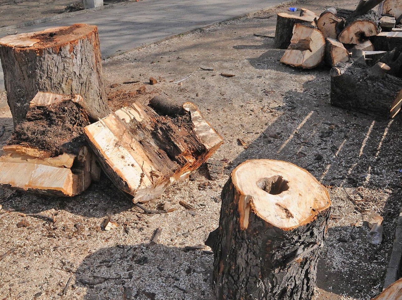 Дървесина вече няма да може да се ползва да производство на енергия