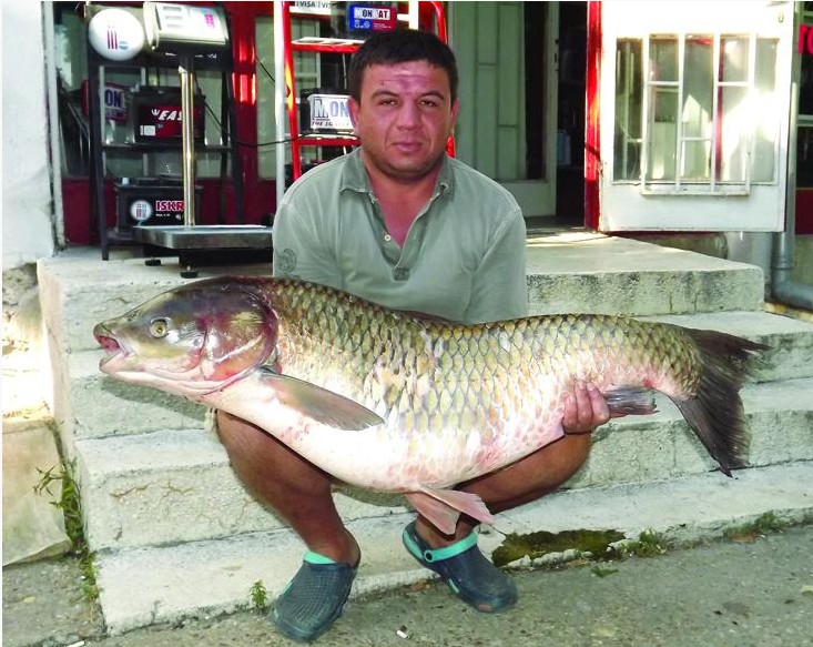 Наш рибар улови амур гигант в Румъния
