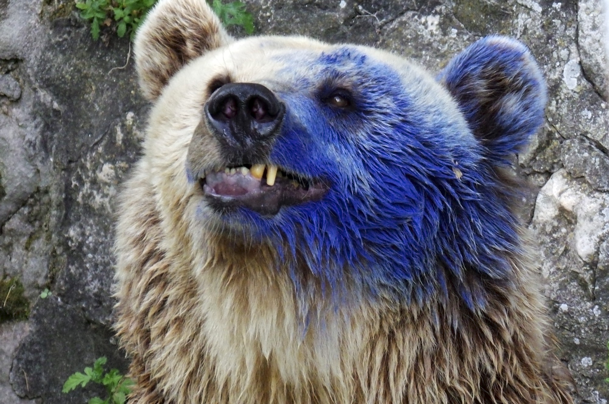 БЛИЦ TV: Варненската мечка след покушението