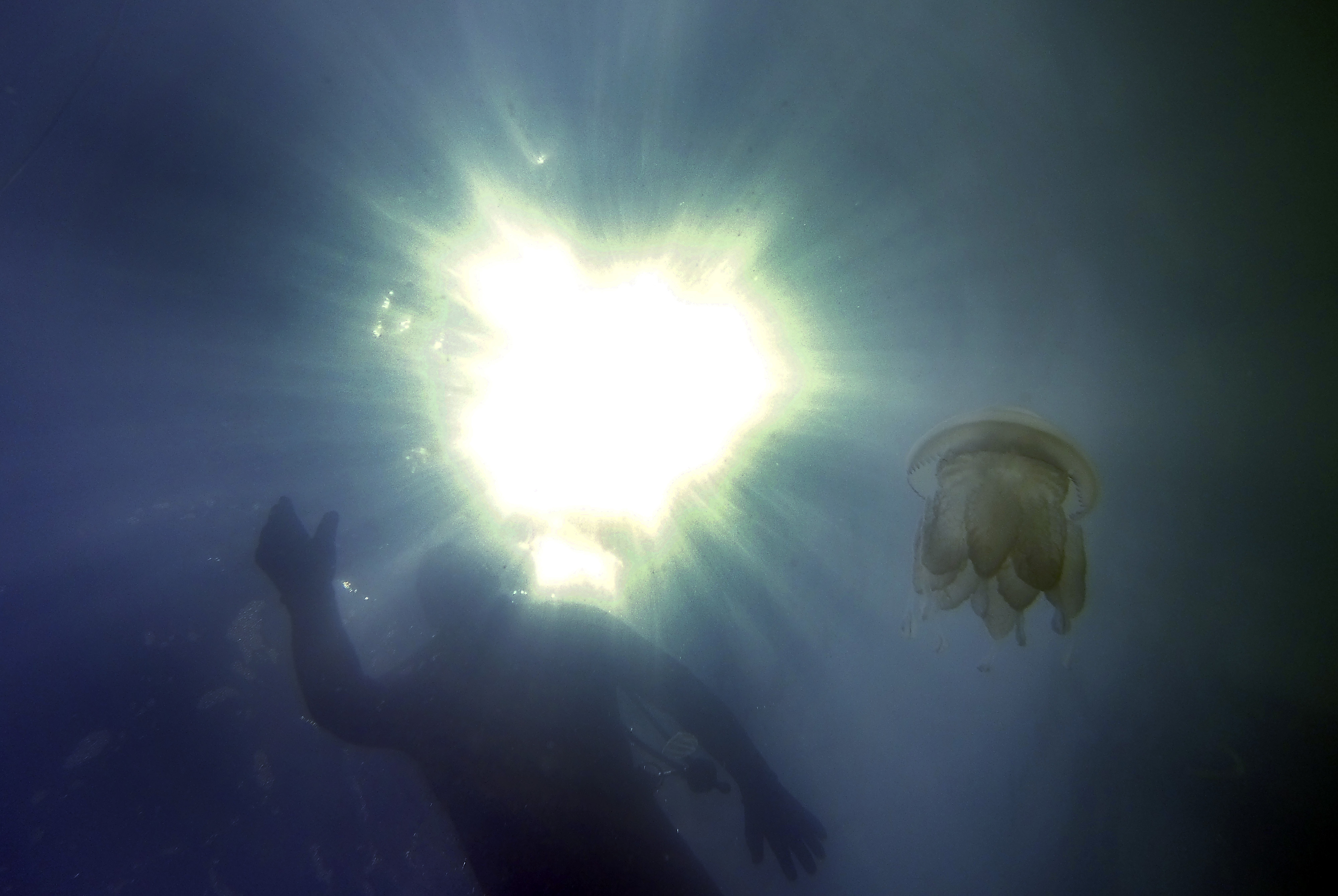 Водолаз плува редом с огромна отровна медуза край Варна (СНИМКИ)