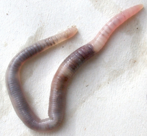 Гадост! Откриха 30 см черен червей в питейна вода