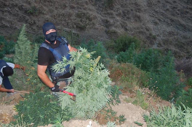Жители на албанско село изкарват 4,5 млрд. евро от марихуана