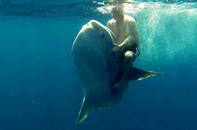 Уникално: Рибар язди като кон гигантска риба Мола (ВИДЕО)