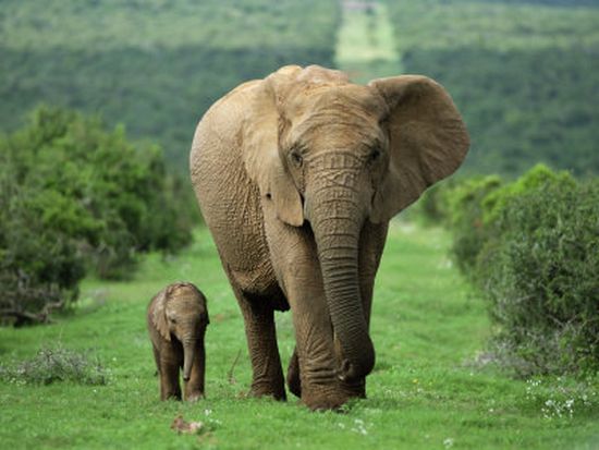 Слоновете изчезват до 12 години