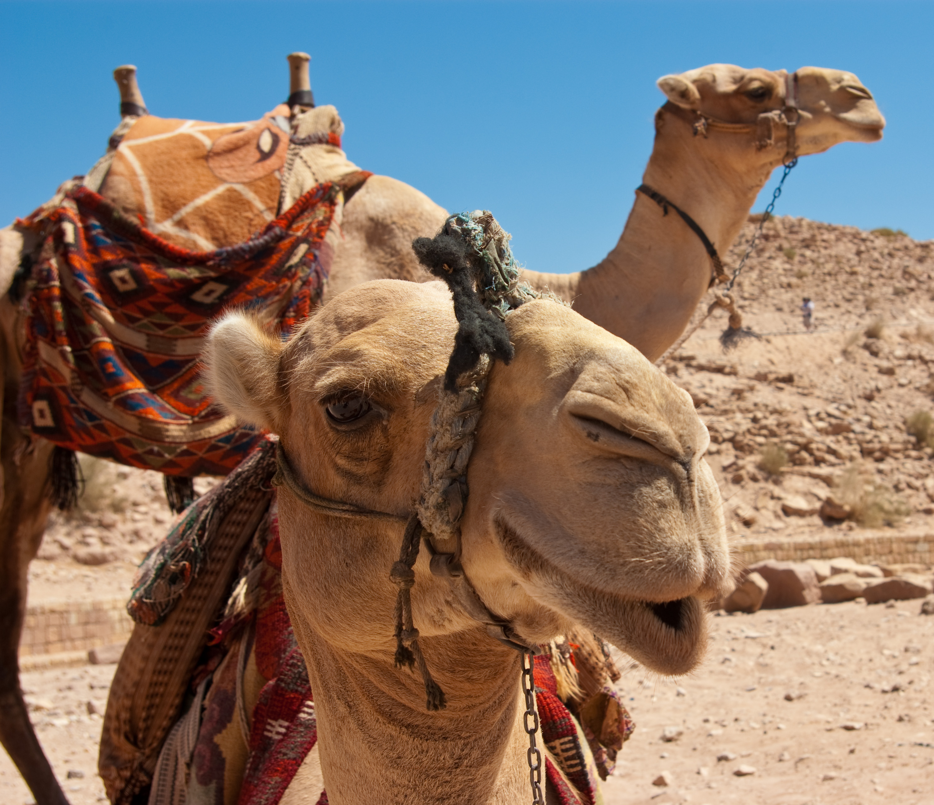 Кадафи дарил камилско седло на бай Тошо
