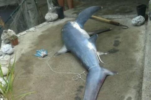 Уловиха огромна акула в Черна гора (СНИМКИ)
