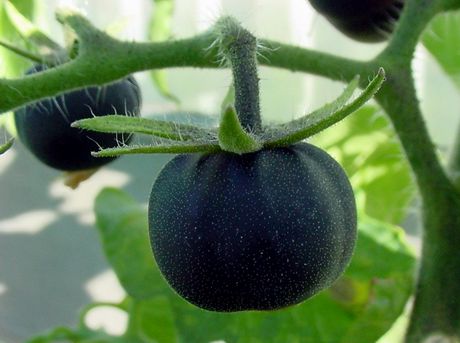 Черните домати - нов хит в Европа