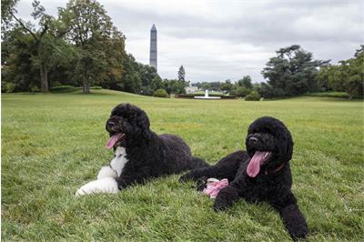 Ново водно куче влезе в Белия дом