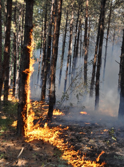 Пламнаха горите край Харманли 