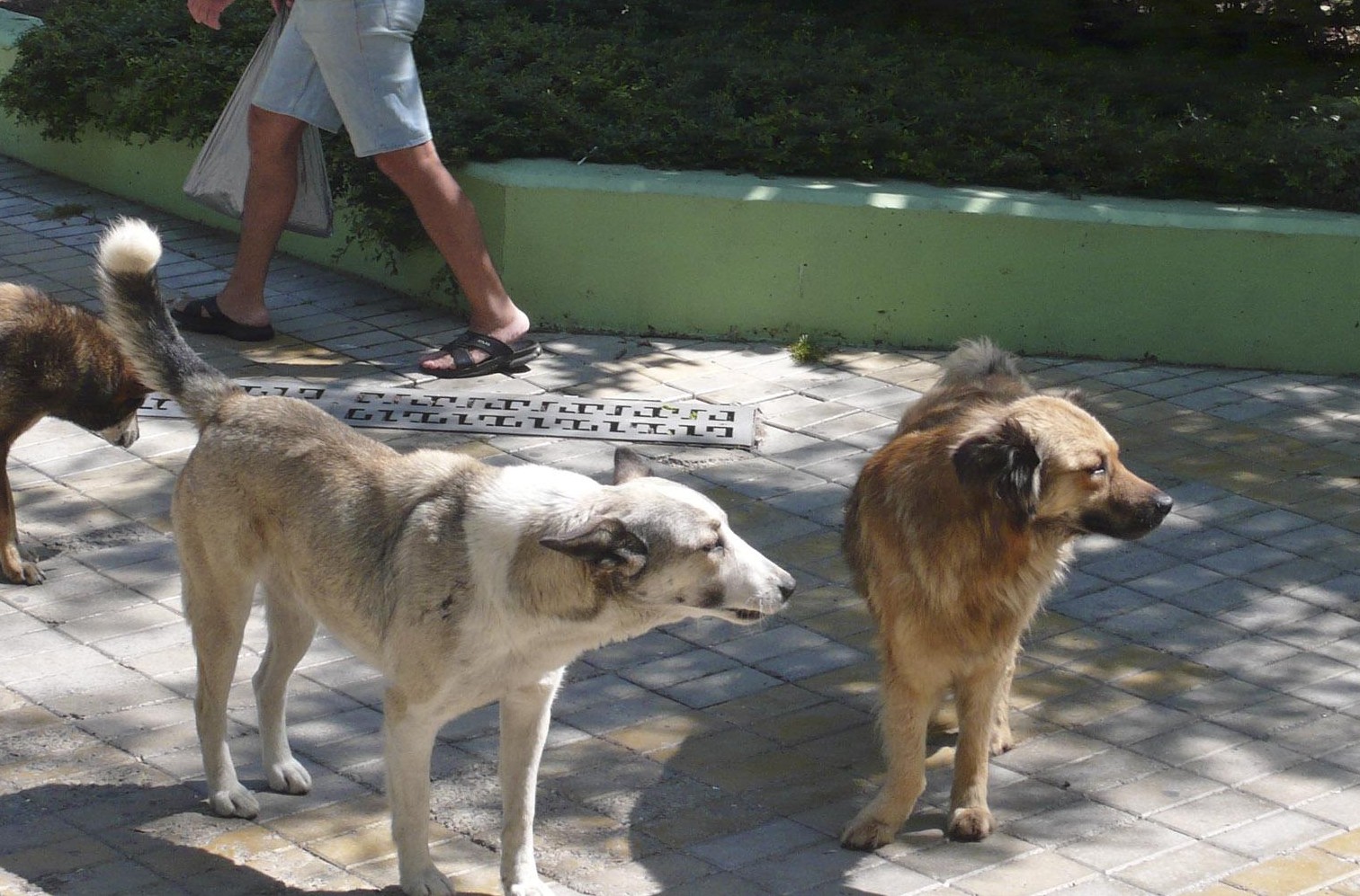 Избиват с цианид кучета в баровска част на София