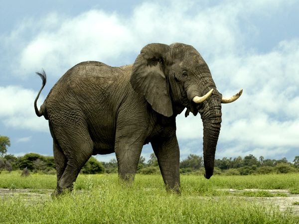 Слон прегази декан на американски университет в Танзания