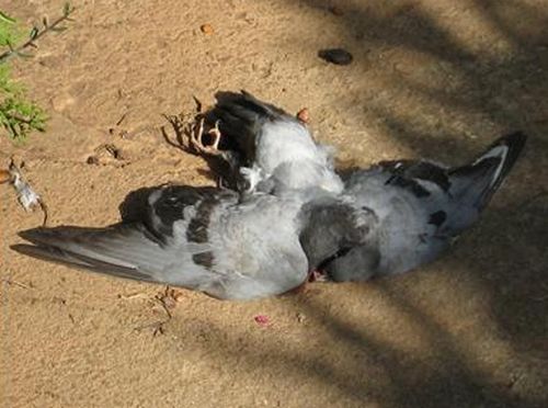 Мъртви гълъби вдигнаха на крак инспектори в Хасково 