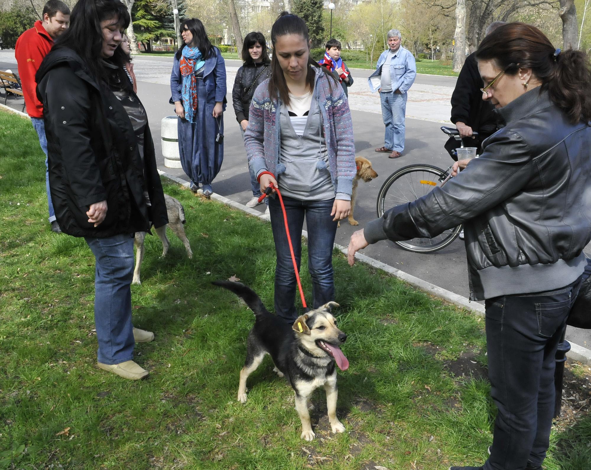 Отровна наденица е натръшкала 20 кучета в София