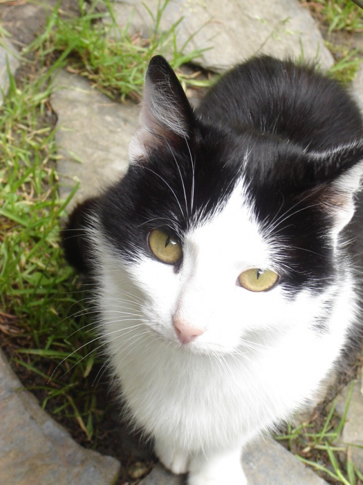 Садисти режат ушите на бездомни котета в Бургас