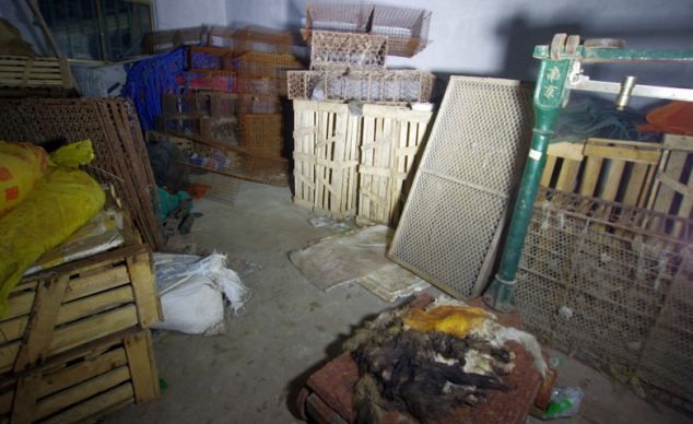Тарикати: Престъпна група клала котки, но ги продавала за зайци