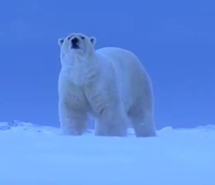 27 бели мечки нападнаха руско село в Чукотка
