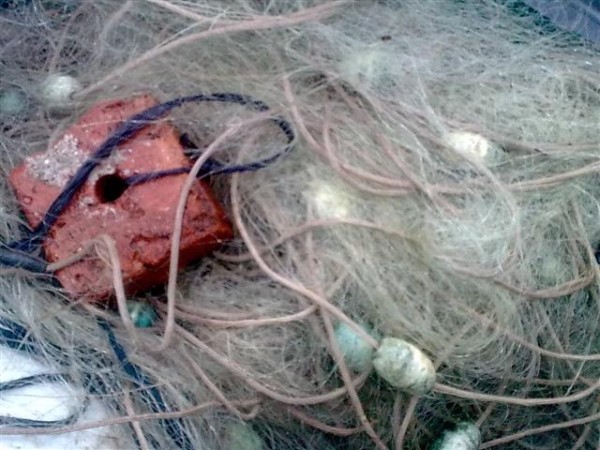 Бракониерски мрежи край Бургас убиват птици