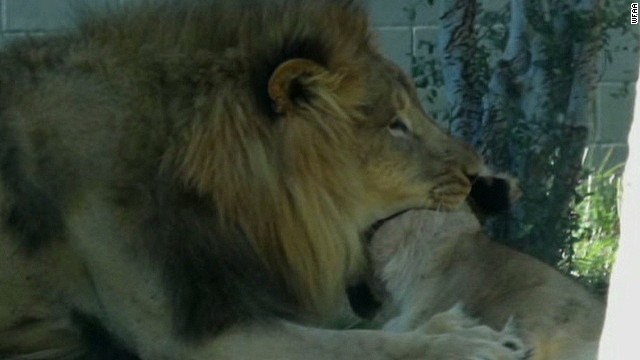 Лъв уби лъвица в зоопарк (ВИДЕО)