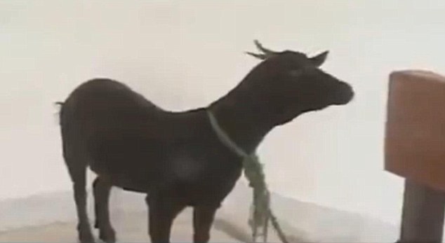 Изнасилвач се изправи в съда очи в очи със своята жертва – коза (ВИДЕО)