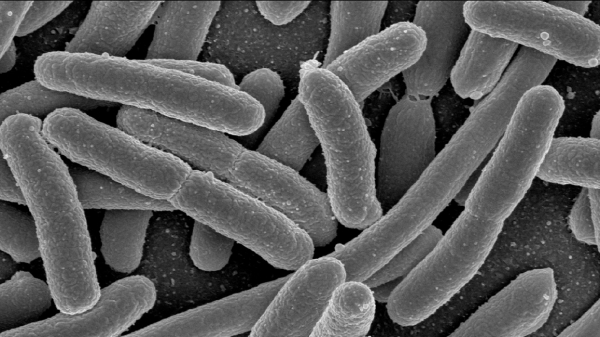 Паника в нета за бактерия мутант
