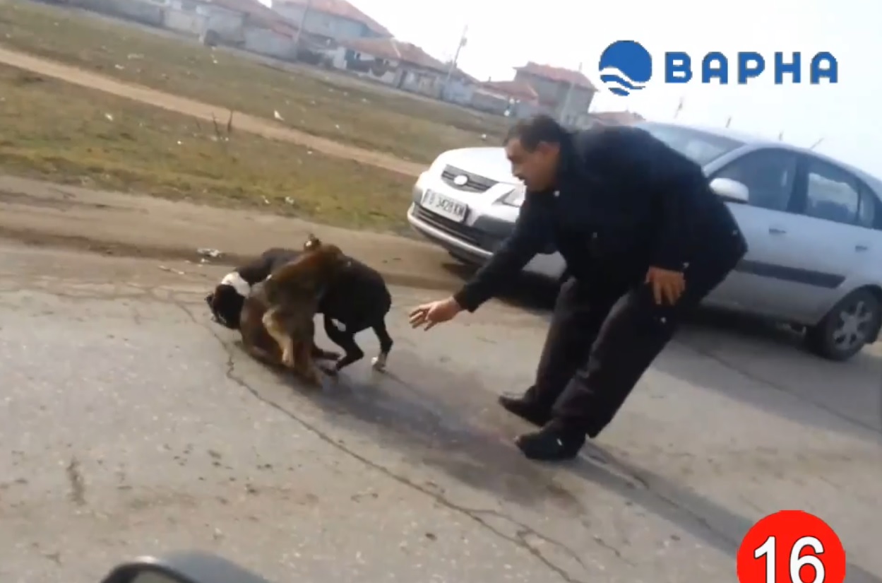 Ром насъска питбула си да разкъса улично куче (ВИДЕО 18+)