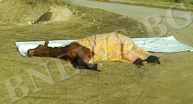 Кукери изплашиха до смърт кобила в Годеч