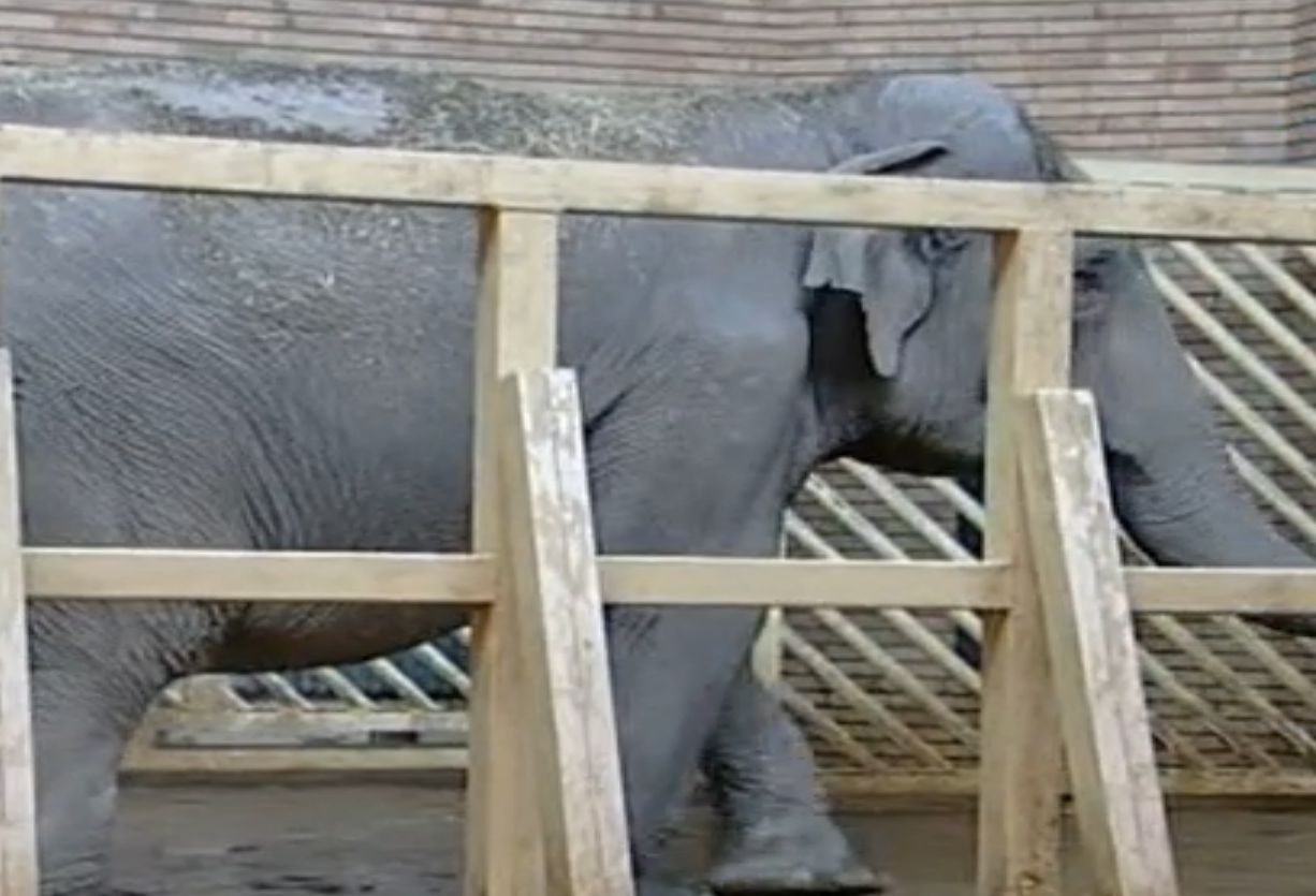 Слоницата в софийския зоопарк разбира немски, обича да й правят педикюр