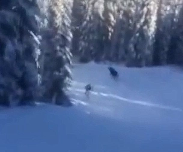 Сноубордист подгони лос на писта и отнесе глоба (ВИДЕО)