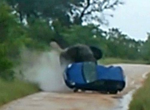Разярен слон стъпка автомобил с туристи (ВИДЕО 18+)