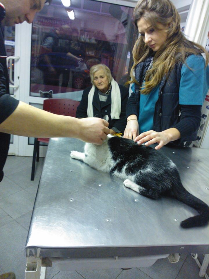 Отровиха с антифриз котката на сляпа жена във Варна (СНИМКИ 18+)