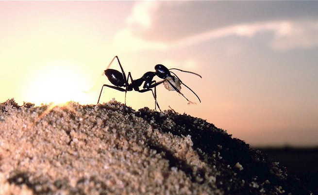 Откриха мравка-нинджа, която поробва себеподобните си