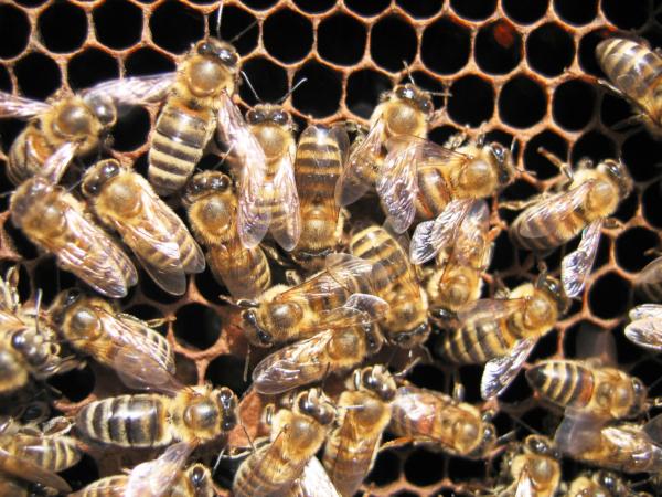 Пчелите измирали заради мутация на вирус