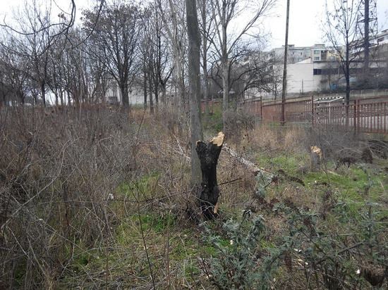В Бургас цигани секат поголовно дървета