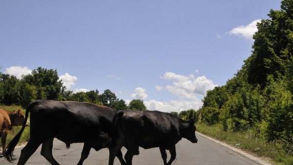 Крава на пътя потроши семейство край Банско