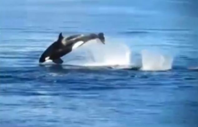 Смъртоносна конфронтация: Косатки нападат делфини (ВИДЕО)