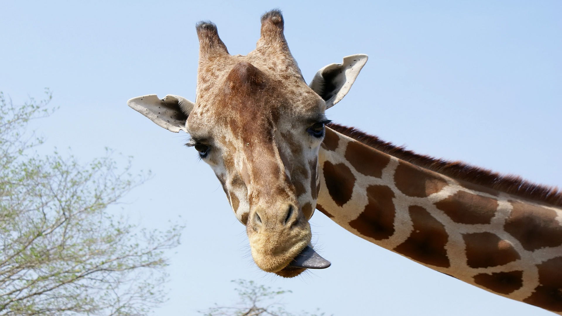Застреляха жирафче в Копенхаген заради кръвосмешение 
