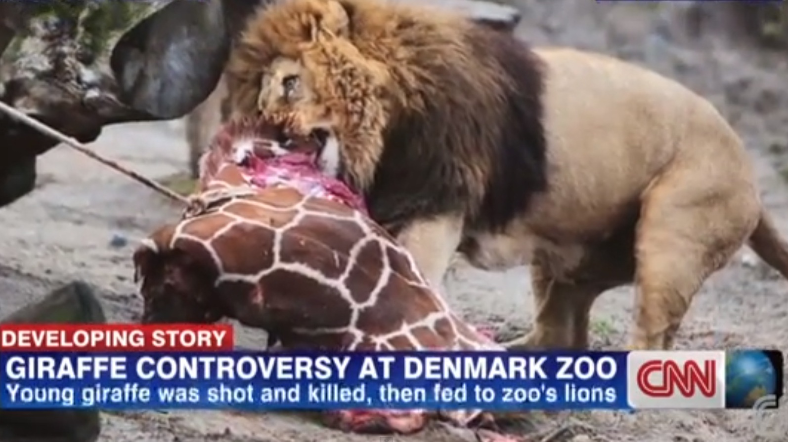 Лъвове изядоха екзекутираното жирафче пред очите на майки с деца (ВИДЕО 18+)