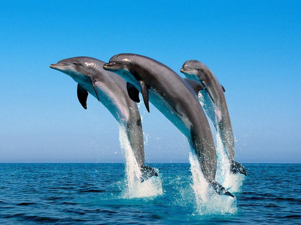 Румъния ще дава човешки права на делфините