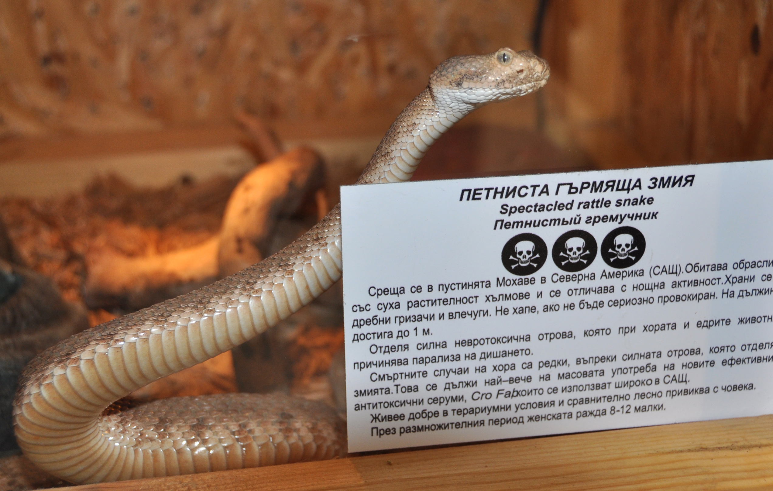 Показват най-отровните влечуги в Хасково (СНИМКИ)