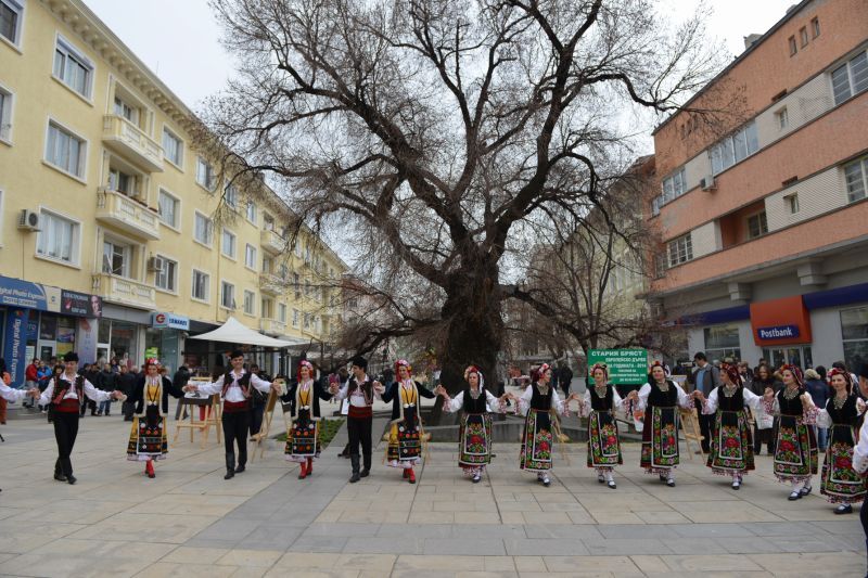 Старият бряст в Сливен спечели приза за европейско дърво на годината