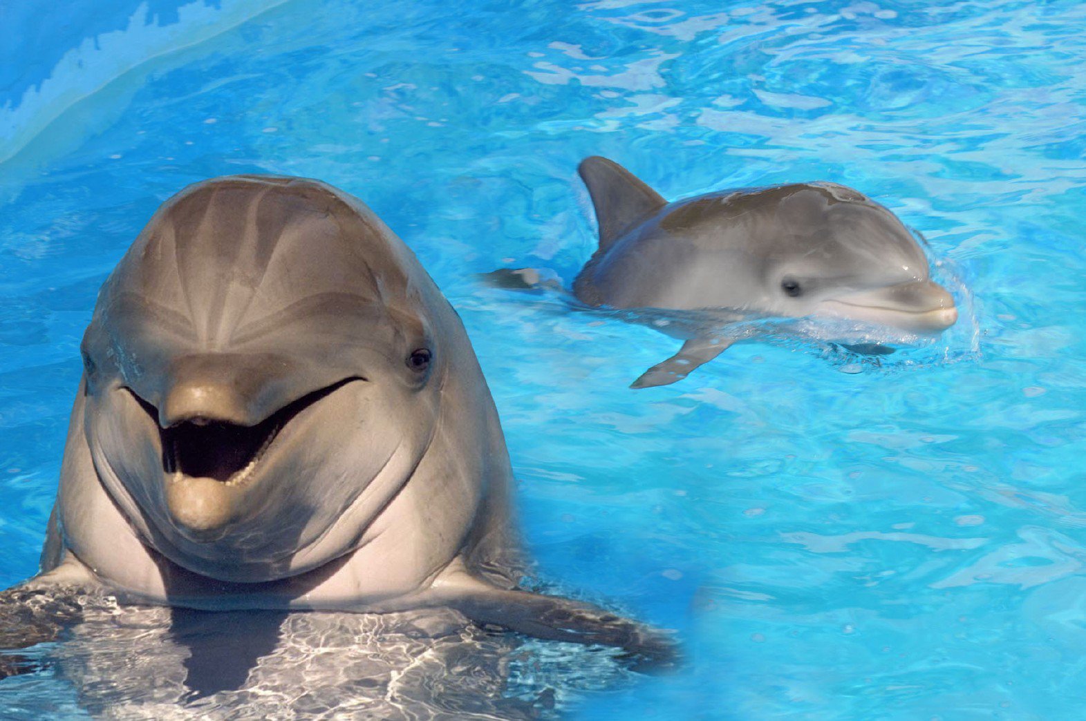 Устройство преведе изсвирване на делфин в човешка реч